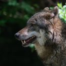 Vlk dravý / Wolf /