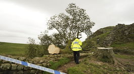 Hadrian's Wall / Felled Tree / Sycamore Gap Tree /