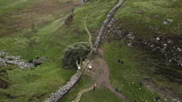 Hadrian's Wall / Felled Tree / Sycamore Gap Tree /