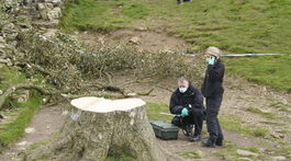 Hadrian's Wall / Felled Tree / Sycamore Gap Tree /