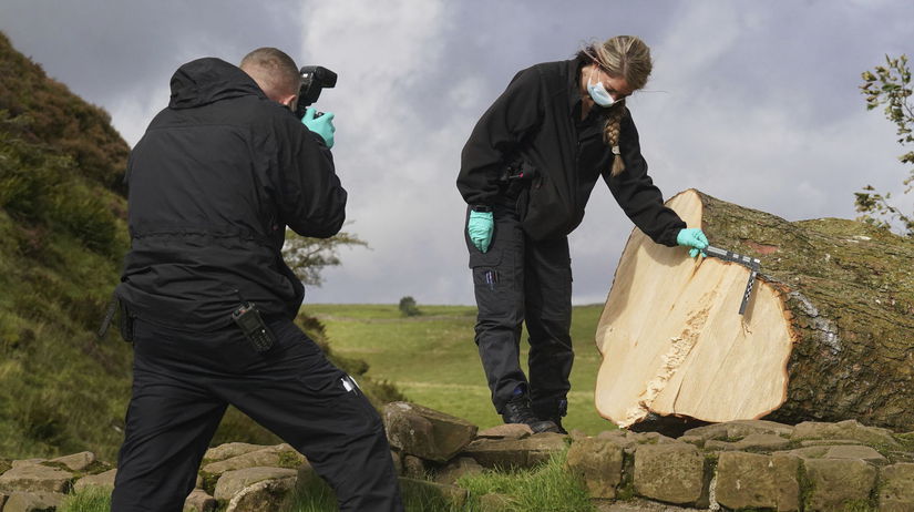 Hadrian's Wall / Felled Tree / Sycamore Gap Tree /
