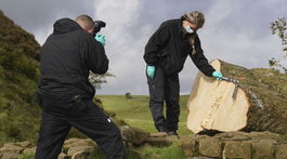 Hadrian's Wall / Felled Tree / Sycamore Gap Tree /