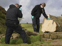 Hadrian's Wall / Felled Tree / Sycamore Gap Tree /