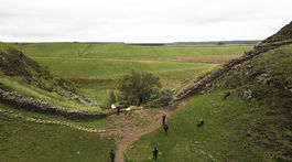 Hadrian's Wall / Felled Tree / Sycamore Gap Tree /