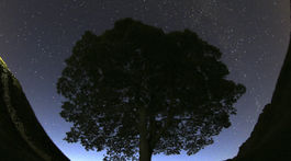 Hadrian's Wall / Felled Tree / Sycamore Gap Tree /