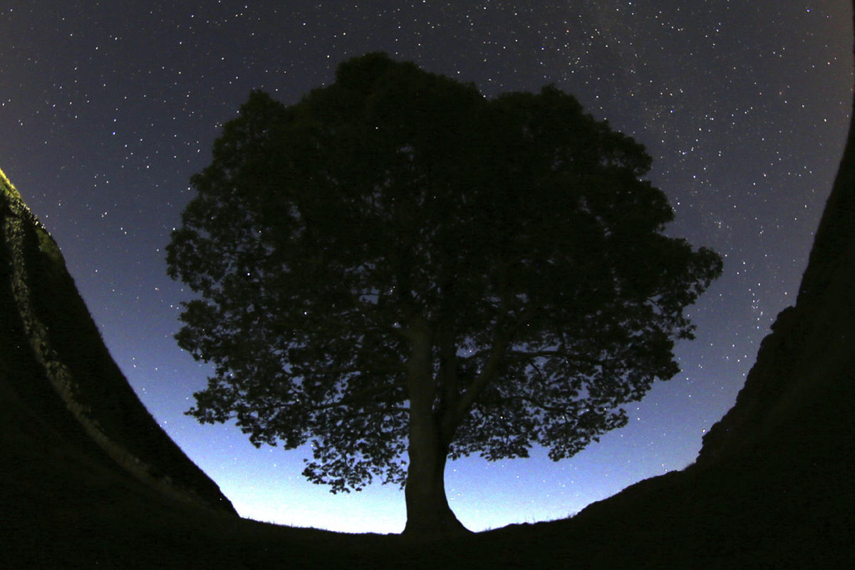 Legendárny strom Sycamore Gap Tree pri...