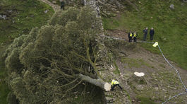 Hadrian's Wall / Felled Tree / Sycamore Gap Tree /