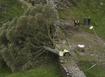 Hadrian's Wall / Felled Tree / Sycamore Gap Tree /