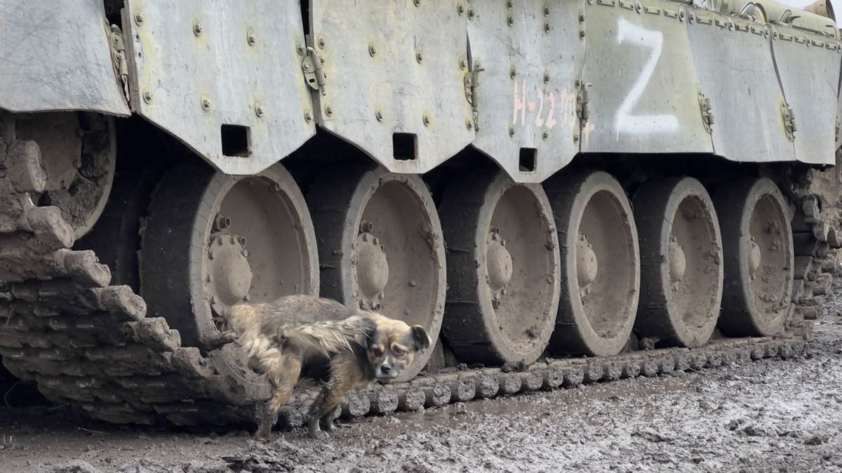 Pes pri poškodenom ruskom tanku, ktorý okupanti...