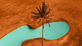 Socotra, strom, Jemen, palma, púšť, jazero