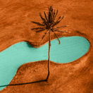 Socotra, strom, Jemen, palma, púšť, jazero