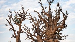 Sokotra, baobab