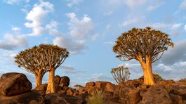 Sokotra, Socotra, Quiver Keetmanshoop, Namíbia