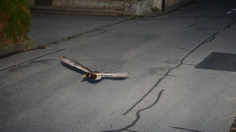 Rýchla kačica, švajčiarska polícia
