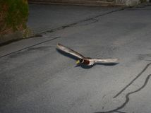 Rýchla kačica, švajčiarska polícia