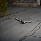Rýchla kačica, švajčiarska polícia
