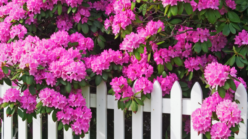 rododendron