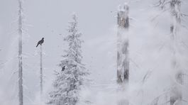 hluchan, karpaty, kalamita, sneh, zima