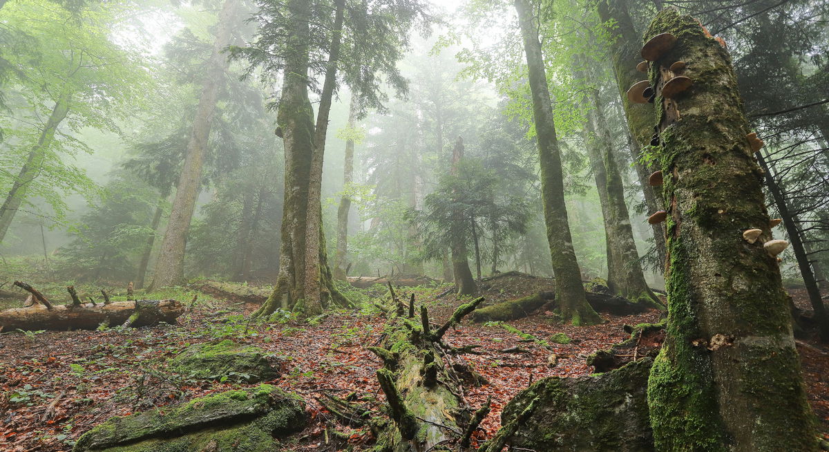 karpaty, prales, rumunsko, arpasul mare