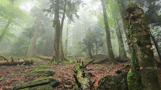 karpaty, prales, rumunsko, arpasul mare
