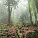 karpaty, prales, rumunsko, arpasul mare