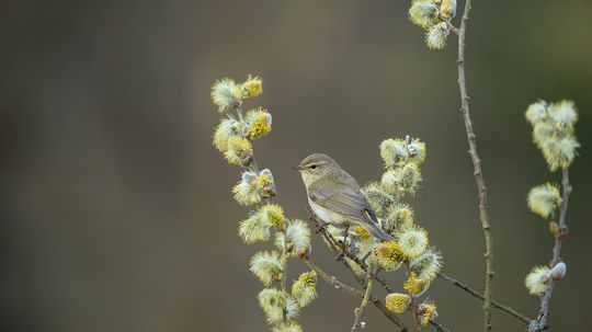 Kolibiarik čipčavý, Malá Fatra.