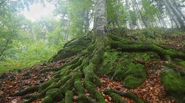 korenove nabehy, karpaty