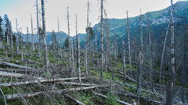 mrtve drevo, kalamita, karpaty