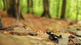 salamandra škvrnita