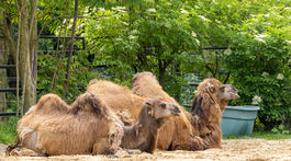 ZOO, zoologická záhrada,