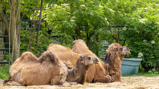 Zoologická záhrada