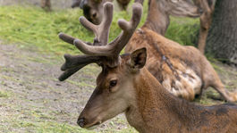 ZOO, zoologická záhrada,