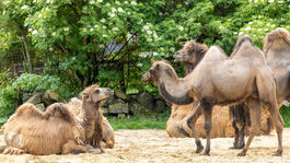 ZOO, zoologická záhrada,