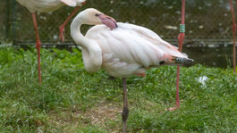 ZOO, zoologická záhrada,