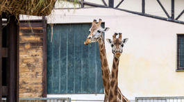 ZOO, zoologická záhrada,