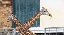 ZOO, zoologická záhrada,
