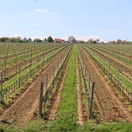 vinič, Víno, Predium