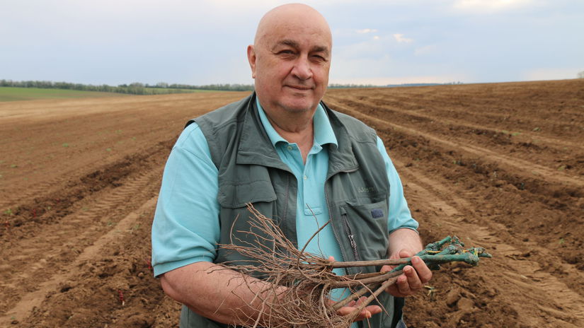 Vladislav Chablijev, sadenica, víno