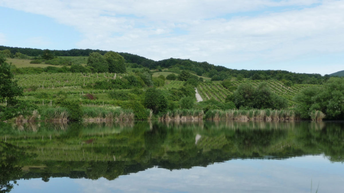 Grinavčania radi navštevujú družstevné vinice.