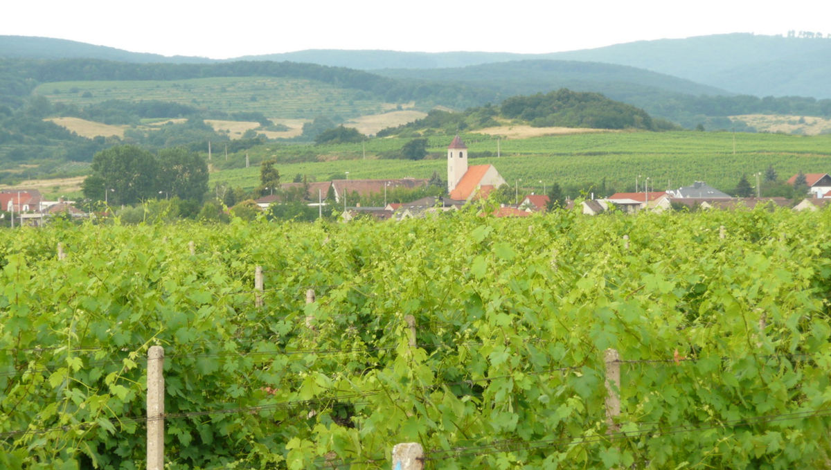 Vinice tvoria panorámu Grinavy.