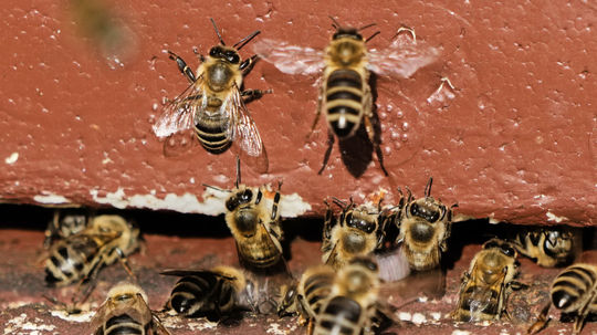 Po nehode kamióna uniklo 250 miliónov včiel, polícia vydala varovanie