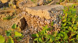 Zvysky lasturnikov  prichytene na kuse betonu