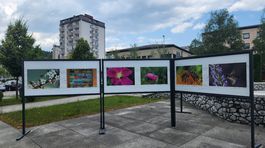 Sevnica