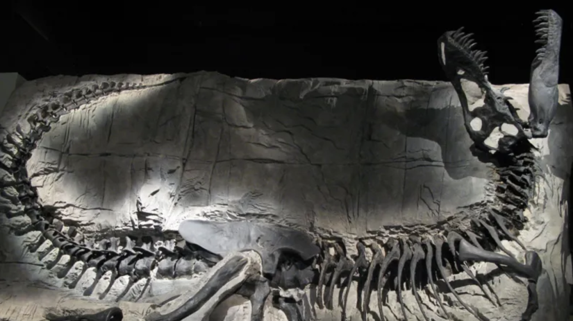 Khankhuuluu mongoliensis, tyranosaurus