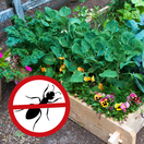 zvýšený záhon, mravce