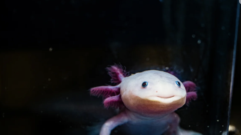 Axolotl, obojživelník