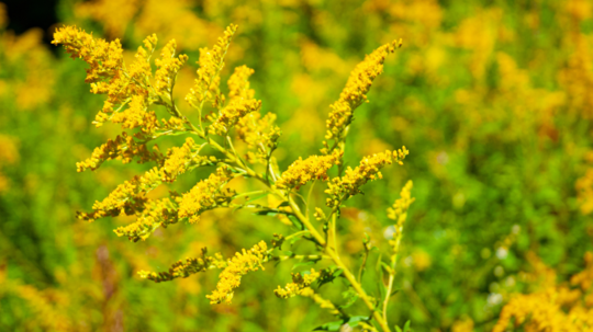 Ambrózia palinolistá