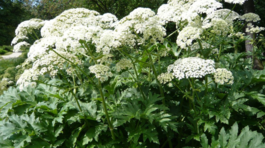 Boľševník perzský