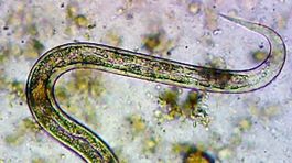 Ancylostoma duodenale