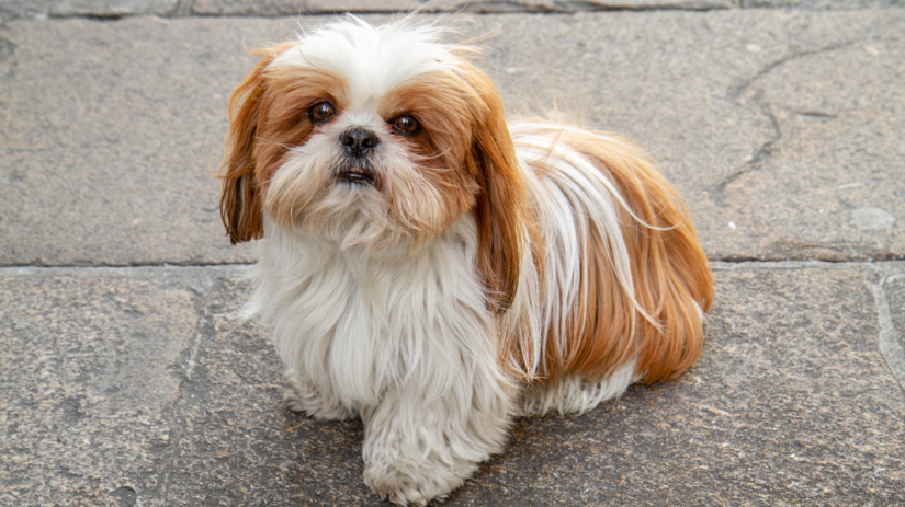 Shih-tzu